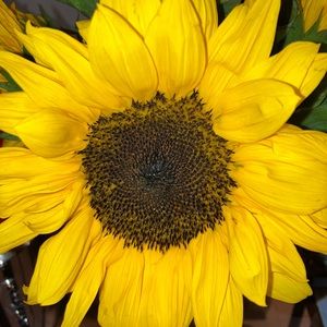 Meet your Posher, Wendy